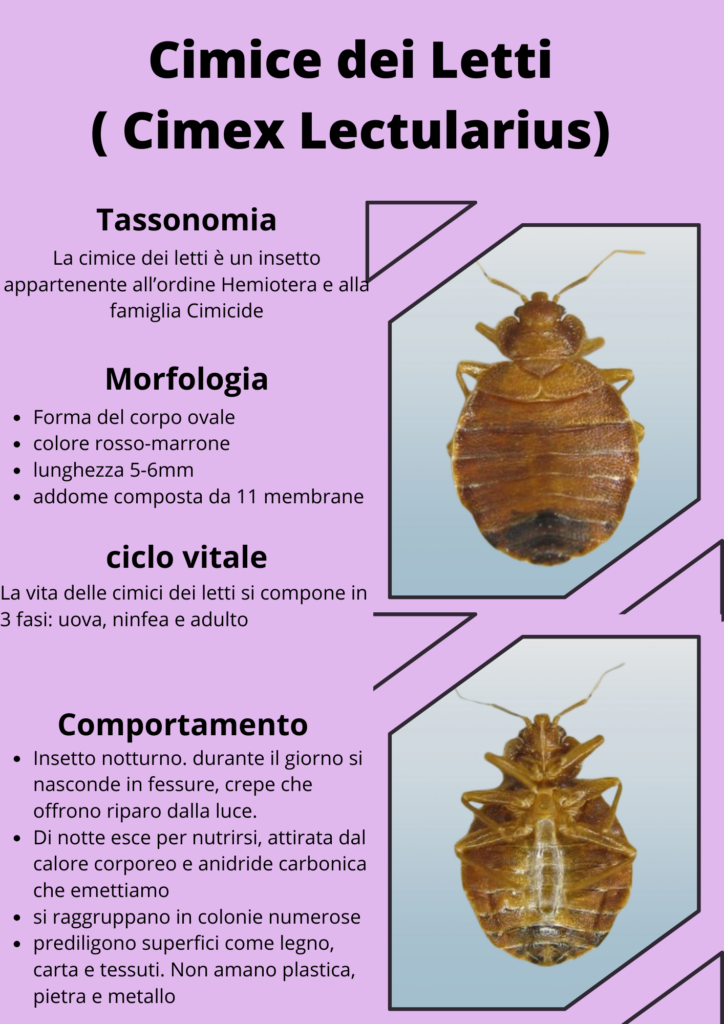 Scheda insetti A4- cimici da letto come eliminarle e riconoscerle