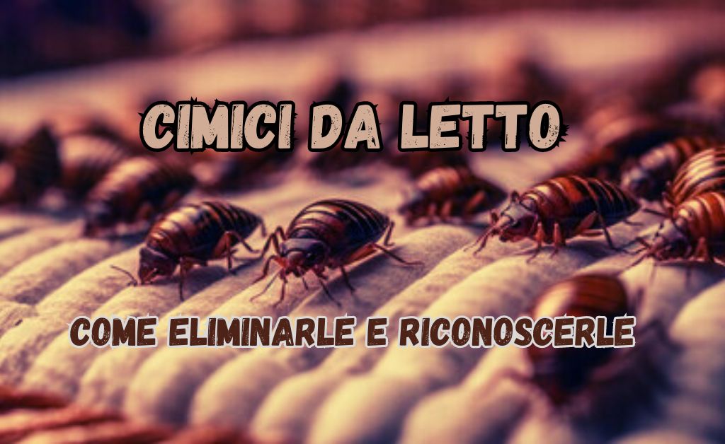 Cimici Da Letto Come Eliminarle E Riconoscerle