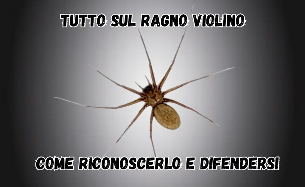 Tutto sul ragno violino: come riconoscerlo e difendersi